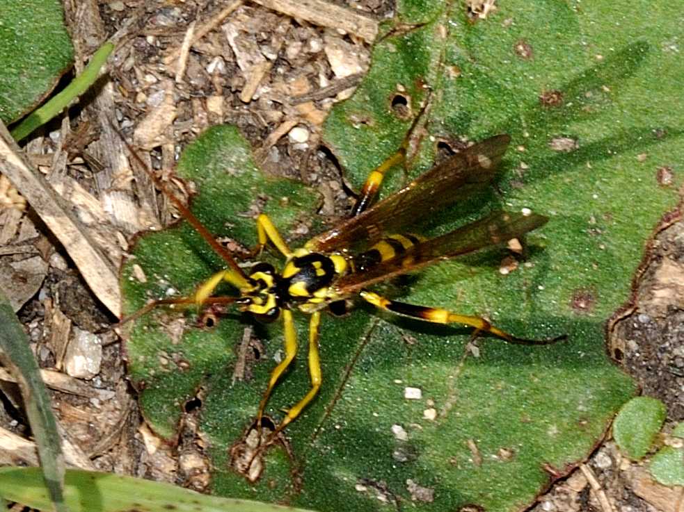 Banchus sp. (Ichneumonidae)